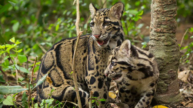 Clouded leopards in a forest 