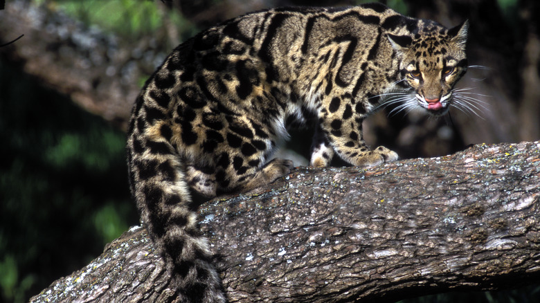 clouded leopard branch