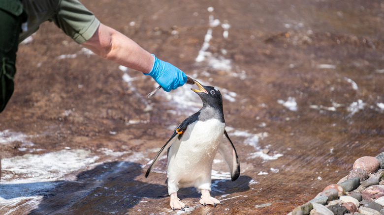 A penguin being served fish