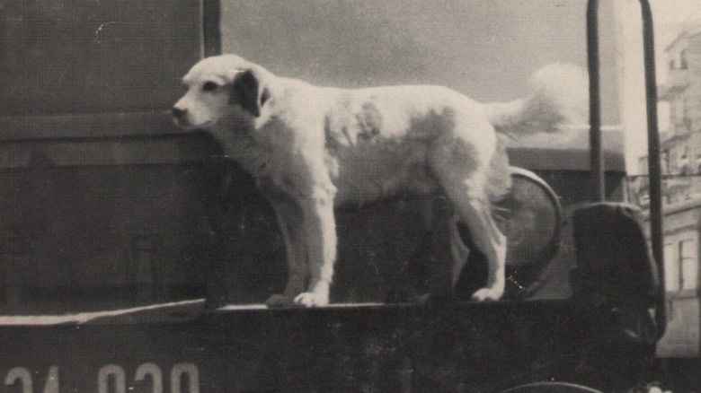 Lampo standing on a train