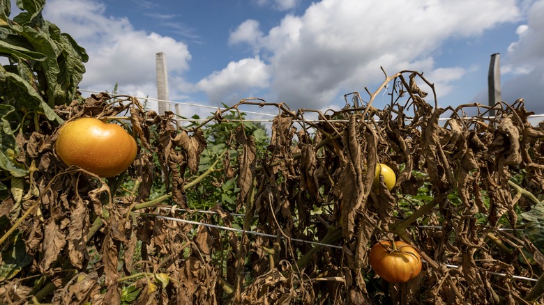 Dead crops