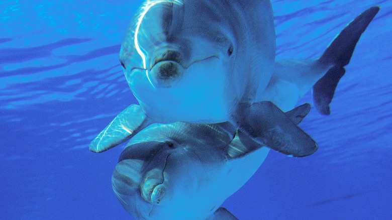 Bottlenose dolphins underwater