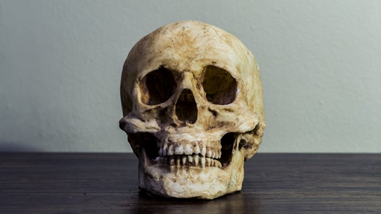 human skull