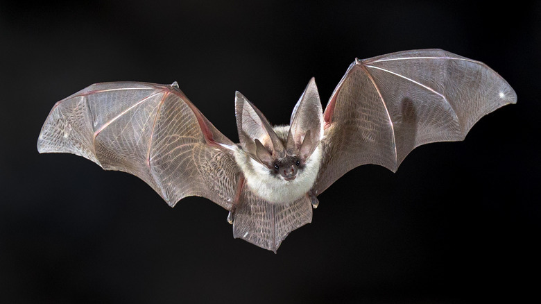 bat flies against black background