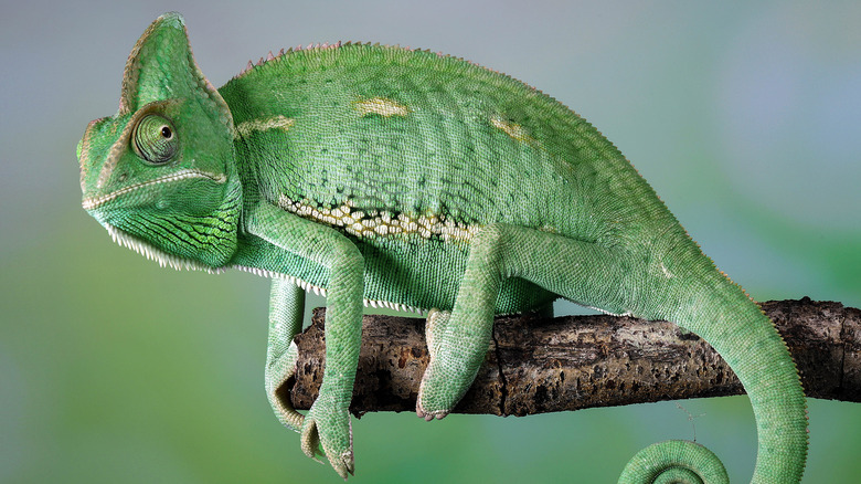 green chameleon sits on branch