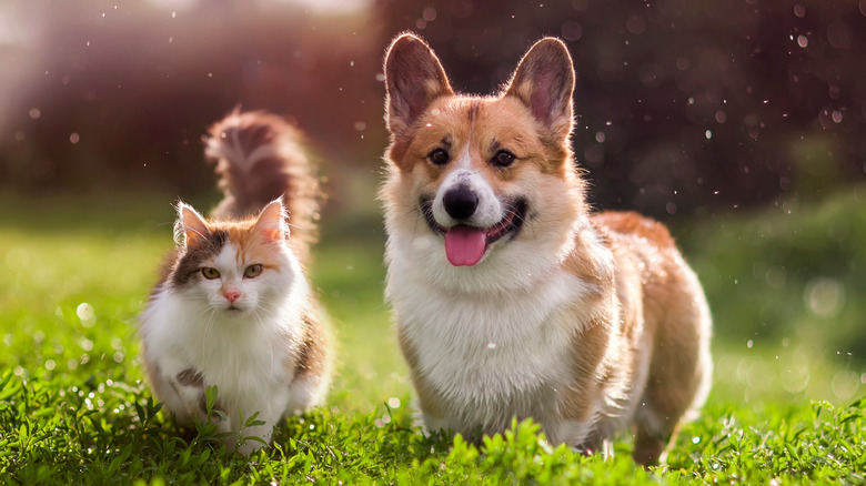 cat and dog sit on grass