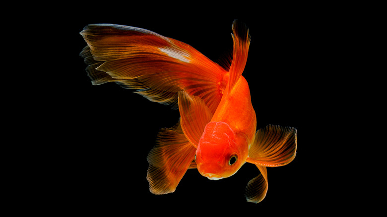 goldfish swims against black background