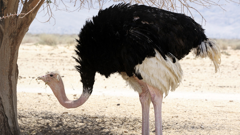 ostrich lowers head near ground