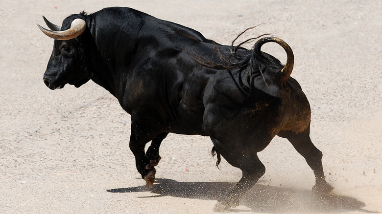 bull kicks up dust before charging