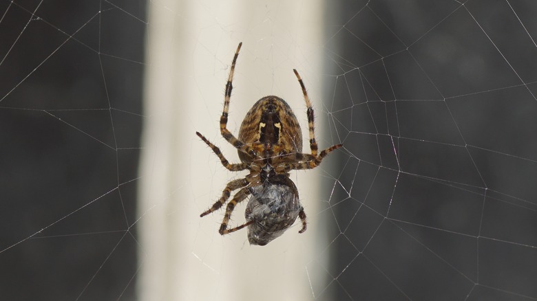 spider on web outside window