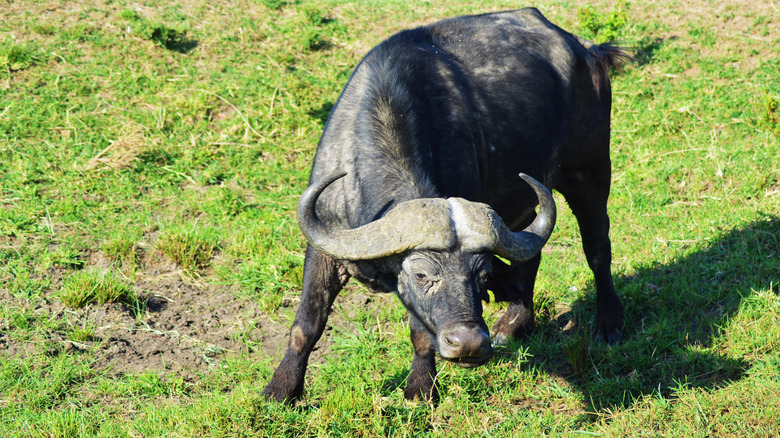 cape buffalo charge