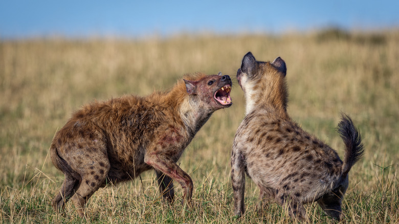 hyenas fighting