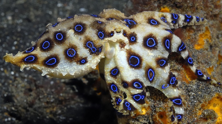 blue-ringed octopus resting on seafloor