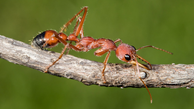 Bull ant walking on branch