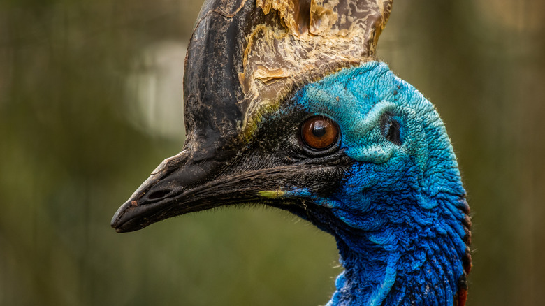 Close-up shot of southern cassowary
