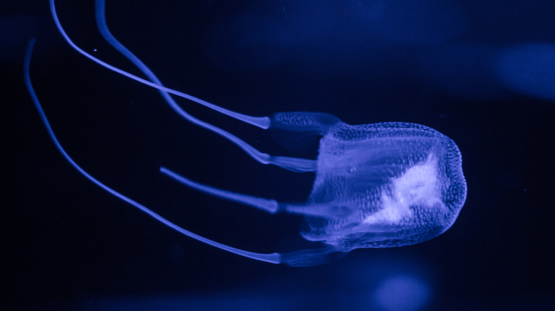 box jellyfish swimming in tank