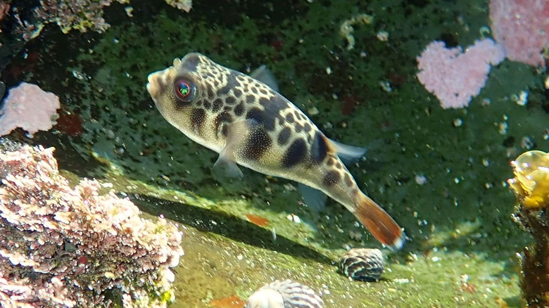 smooth toadfish swimming near corals