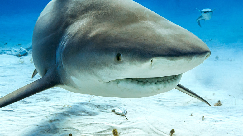 Bull shark in Caribbean sea