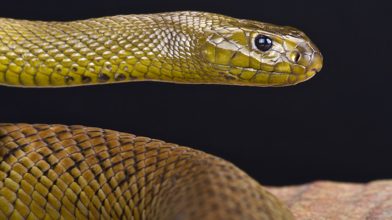 inland taipan snake ready to strike