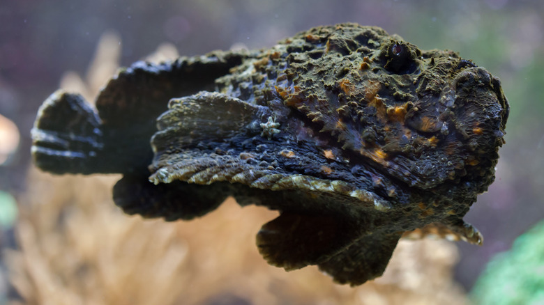 reef stonefish caught in mid-swim