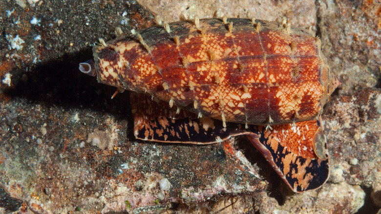 Geographer cone snail hunting for prey