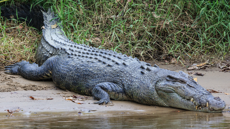 saltwater crocodile moving towards water