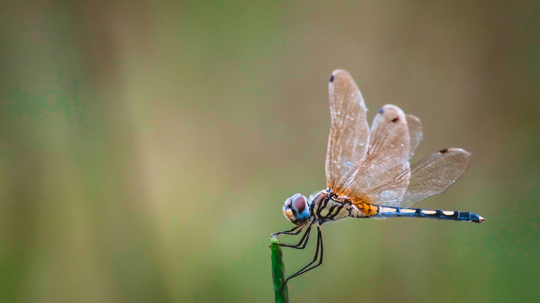 dragonfly perched on grass