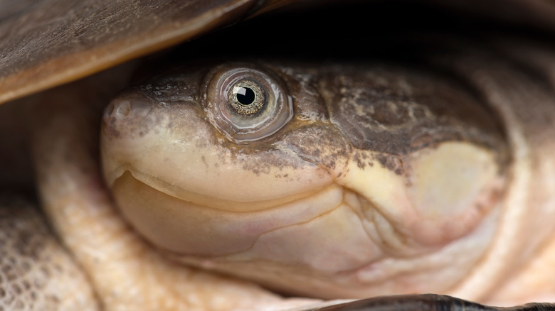 Smiling Helmet Turtle