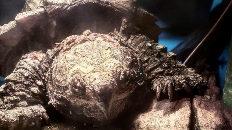 Alligator Snapping Turtle on Rock