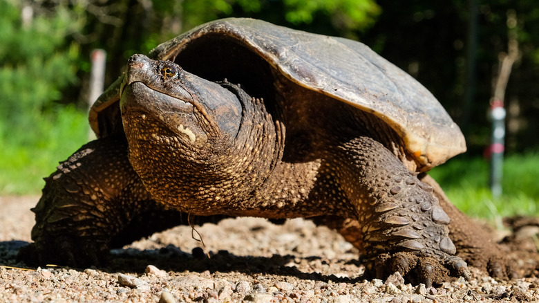 Common Snapping Turtle on ground