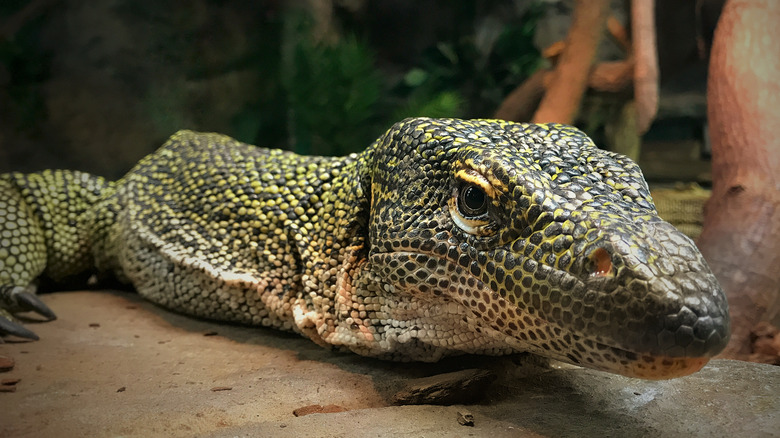 Crocodile Monitor Basking