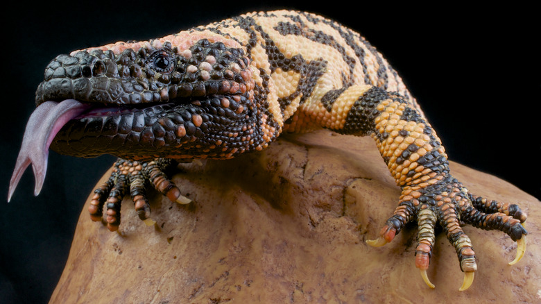 Gila Monster On Rock with Tongue Out