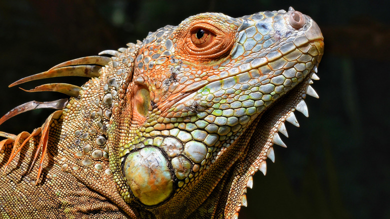 Orange and Green Iguana looking to the side