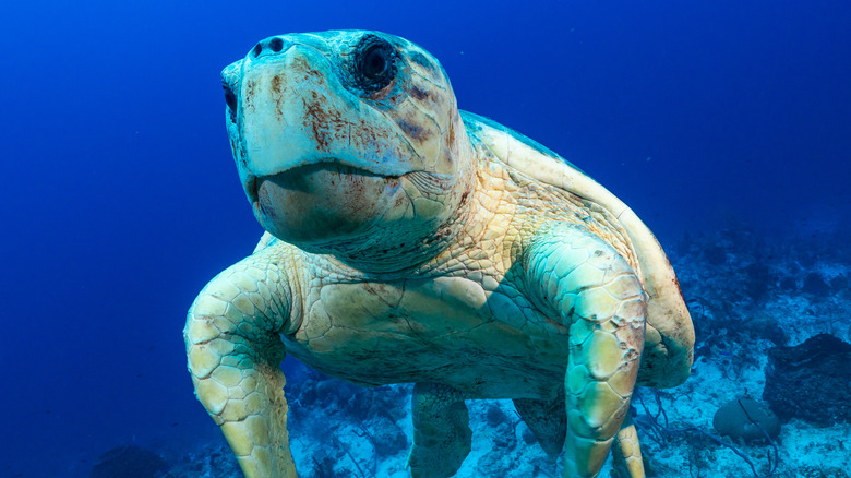 Loggerhead Turtle Floating