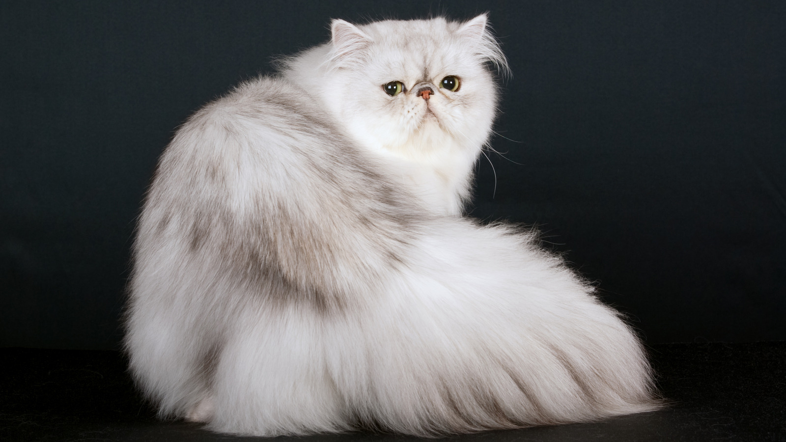 котята персидской шиншиллы фото