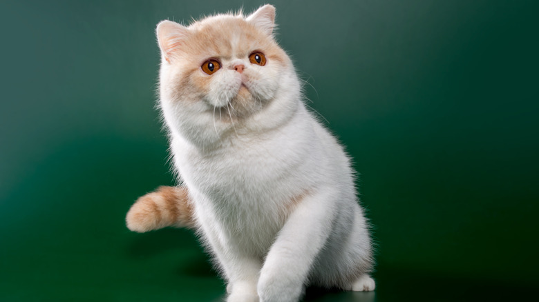 Exotic shorthair cat