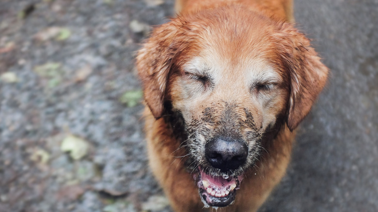 Golden retriever with muddy nose