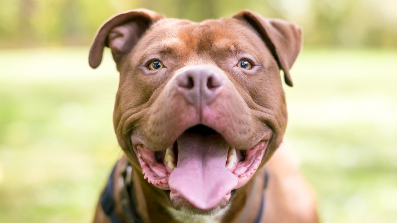 Mixed breed dog mouth open tongue out