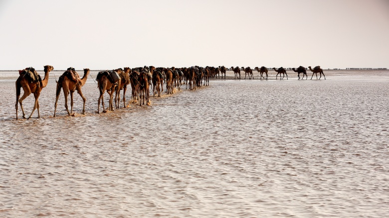 camels desert