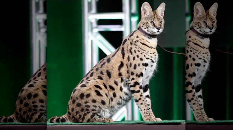 Full body image of serval