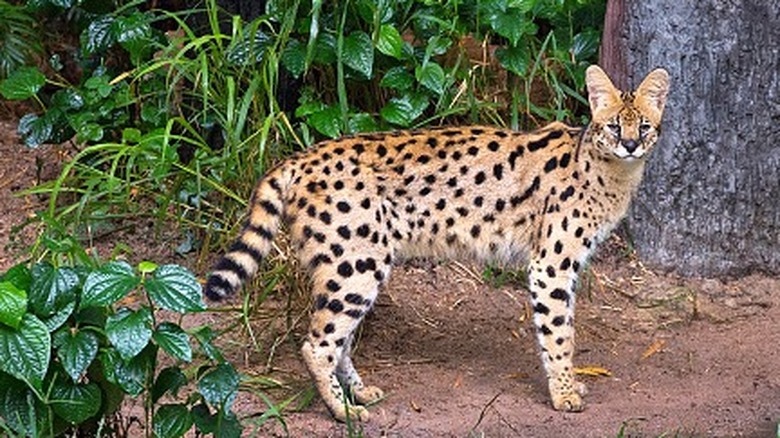 A serval outdoors