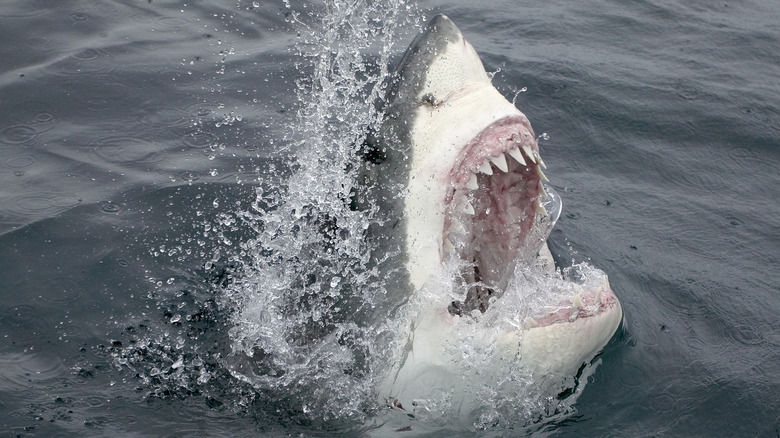 Shark teeth rising from water