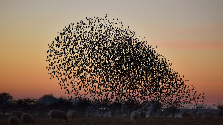 A murmuration 