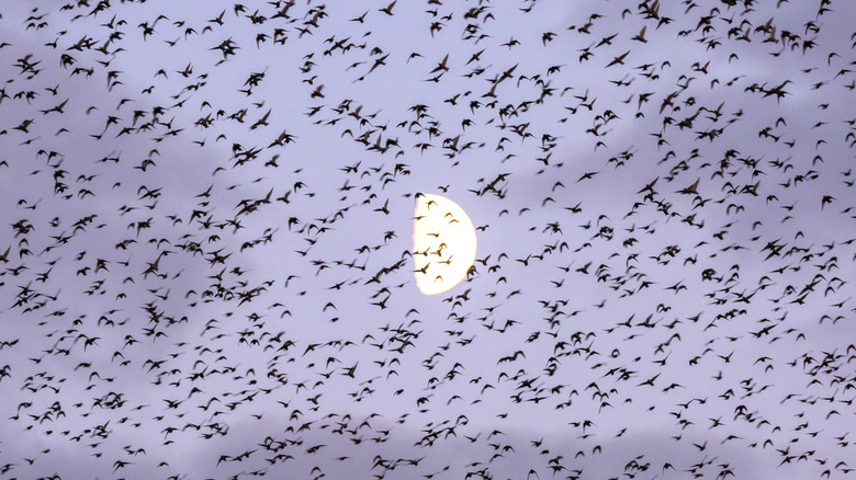 Birds in a murmuration 