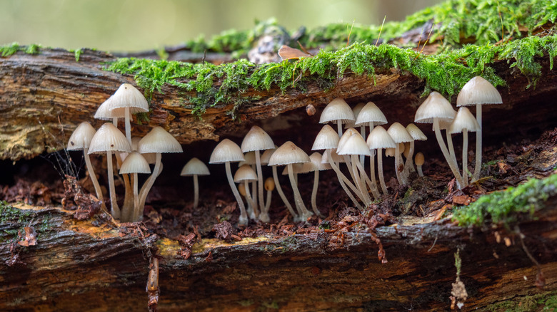 mushrooms in forest