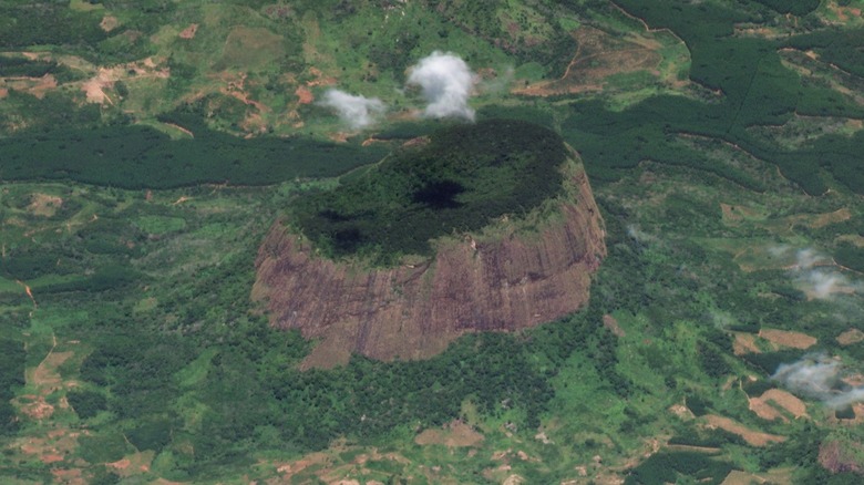 rainforest on top of Mount Lico, Mozambique