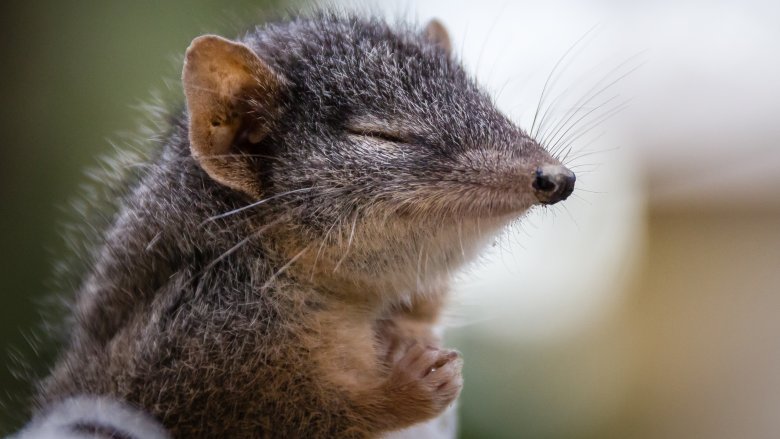 Antechinus