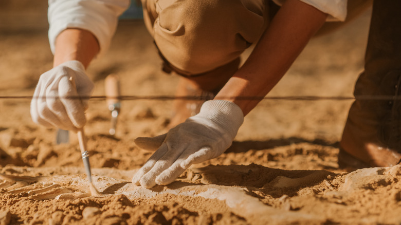 paleontologist cleaning fossil