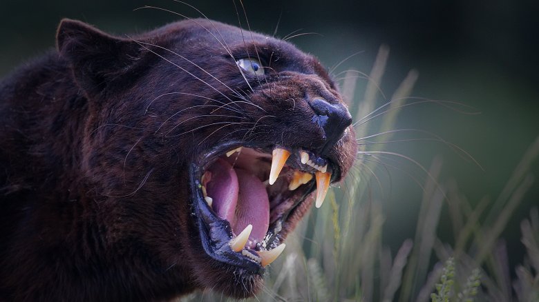 black panther snarling