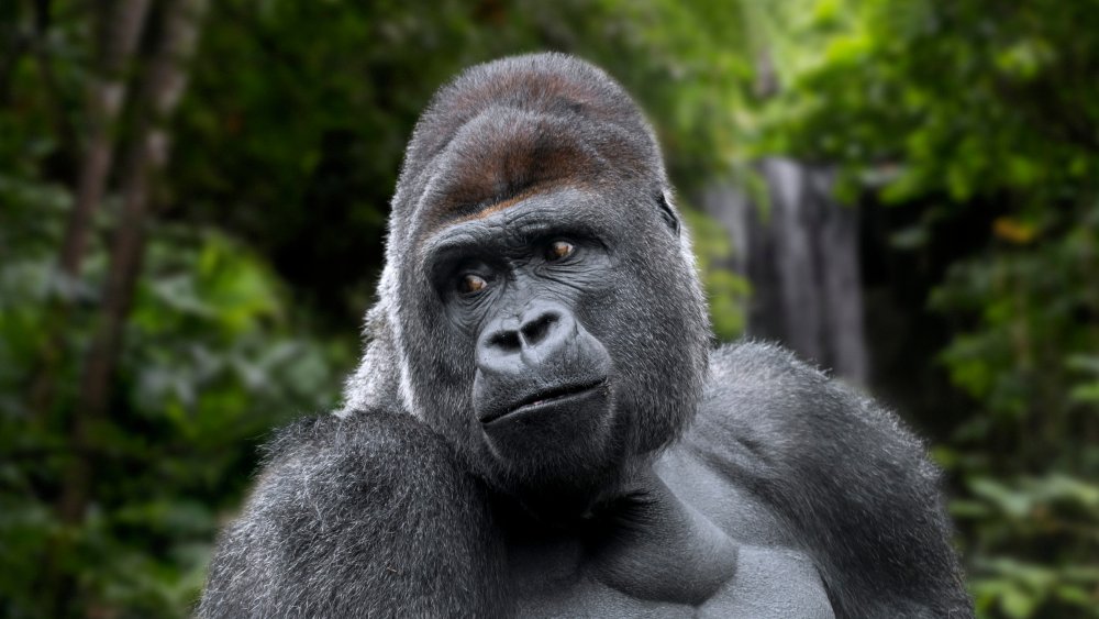 A gorilla looks to the right